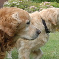 honden foto he, de theedoek gaan we spelen.