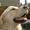 honden foto ben best trots op snorharen ,  ook zie je wat tandsteen.