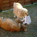 honden foto ik en mijn broertje,hij is mijn beste vriendje. 