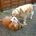 honden foto djoery en Raïsa het doekje of wat voor een lap dan ook ,onmisbaar.