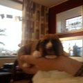 honden foto Darcy - Eerste dagen