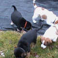 honden foto Gera met nestgenoten - eerste keer buiten