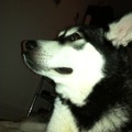 honden foto 