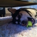 honden foto 