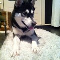 honden foto 