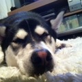 honden foto Master Yoda