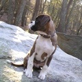 honden foto Sta ik zomaar op een steen in de Emmerdennen.