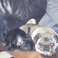 honden foto Bella en Babs