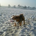 honden foto 