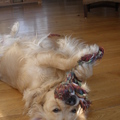 honden foto Het is een monster ;-)