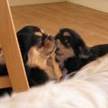 honden foto 