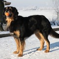 honden foto Rex met zijn favoriete speeltje heerlijk in de sneeuw.