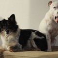 honden foto Mijn prinsjes