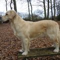 honden foto even weer een foto maken