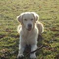 honden foto jessy ,heerlijk wandelen