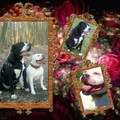 honden foto 