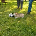 honden foto 