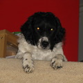 honden foto 