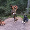 honden foto Blitz het koninginnetje staande op haar troon tezamen met haar onderdanen...... 
