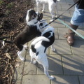 honden foto en hier ook nog een leuke foto met scotty en zijn nieuwe vriendje