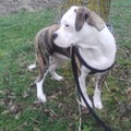 honden foto nu alweer 6 maanden