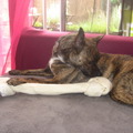 honden foto hmmmm dat was kei lekker
