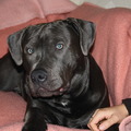 honden foto Chilling op de bank