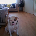 honden foto 