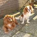 honden foto Lekker alle 2 heerlijk in de tuin, lekker genieten van het voorjaars zonnetje