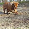 honden foto ACTIEFOTO