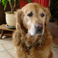 honden foto Ik kijk toch niet in de lens,je kan mijn naam wel blijven noemen ik doe het toch niet.Gaan we nu uit ,ik heb mijn halsband toch om.
