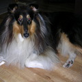 honden foto 