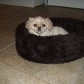 honden foto Dit is Mai-li. Ze is sinds drie weken bij ons en ze is 10 weken oud. Men beweert dat ze een kruising is tussen een Shi Tzu en een Pekinees. 
Ze heeft een platter snoetje dan een Shi Tzu en ze heeft oogharen en dat heeft de Shi Tzu (volgens mij) niet. 
