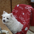 honden foto 