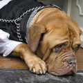 honden foto 