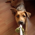 honden foto Mila lekker stout.