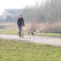 honden foto Eerste keer voor de step, met wat hulp van de mensen waarmee ik mee train :-D.