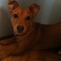 honden foto Dit is mijn lieve jack russeltje Dreamer