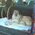 honden foto Deze foto is gemaakt in 2008 tijdens een wandeling van www.sosstrays.be
Via deze stichting hebben wij nl. onze hond geadopteerd.
