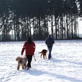 honden foto 