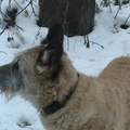 honden foto sneeuwpret 2011 