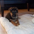 honden foto eisha op haar kleedje