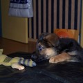 honden foto boefje weer! Eisha 8 weken jong