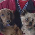 honden foto Hierbij Manis en Jelita...De eerste is een teckel van 4 jaar en 2 maanden en de york is een bejaarde dame van 10jaar en 2 maanden. Heb al heel veel honden gehad zo in de loop van de jaren...Had welsh corgies maar ook teckels...Ben nu bezig aan teckel nr. 5 en het is de zachtste van alle 5 teckels die ik gehad heb.