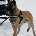 honden foto Thor is een eu en een echte dondersteen zoals zijn naam het zegt