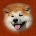 honden foto Daigetsu Furinkazan