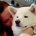 honden foto Gekko Furinkazan