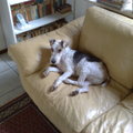 honden foto Luky
