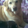 honden foto Niet alle honden kunnen niet met katten omgaan =3

*Hond: Chanti
*Poes: Misty