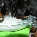 honden foto Lekkere pap zeg!!!
INFO:0032(0)495/540109